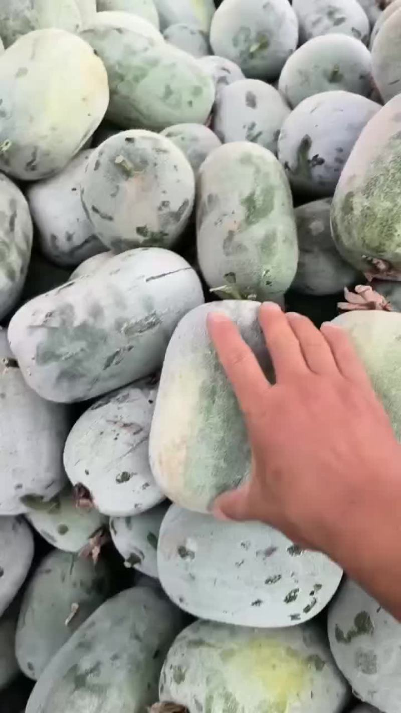 河南水果东瓜，冬瓜。迷你冬瓜电商专用，产地直销。