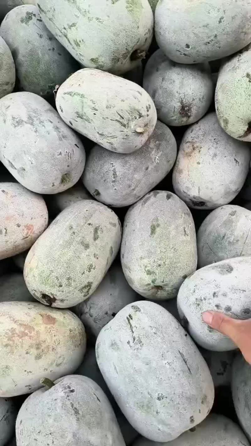 河南水果东瓜，冬瓜。迷你冬瓜电商专用，产地直销。
