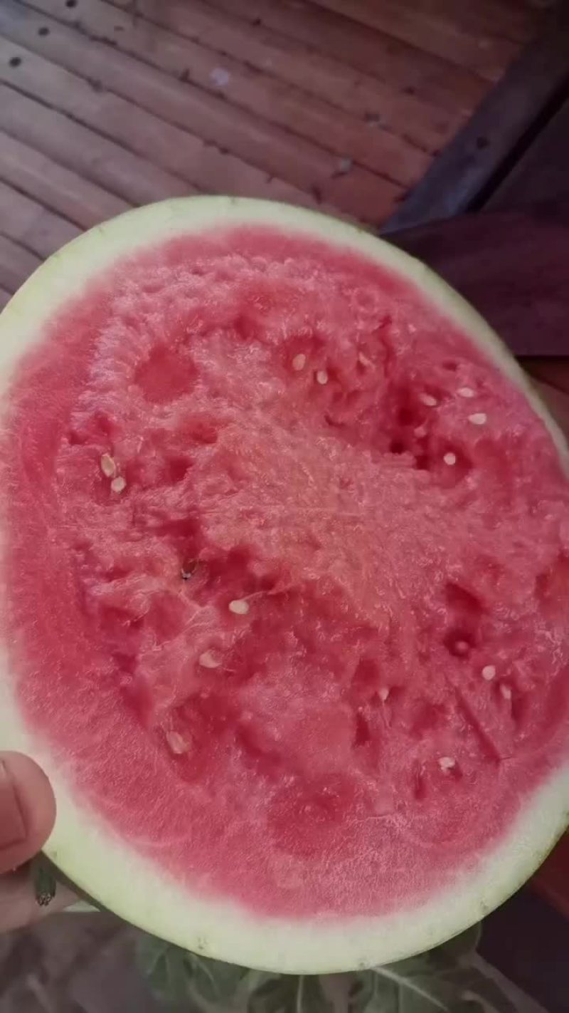 锦王无粒西瓜，香甜可口，个大皮薄