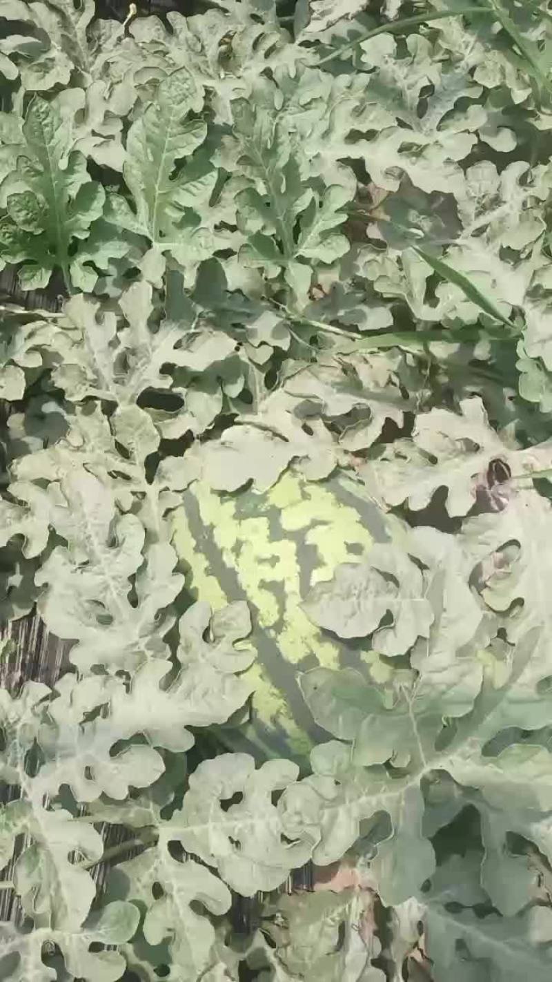 锦王无粒西瓜，香甜可口，个大皮薄