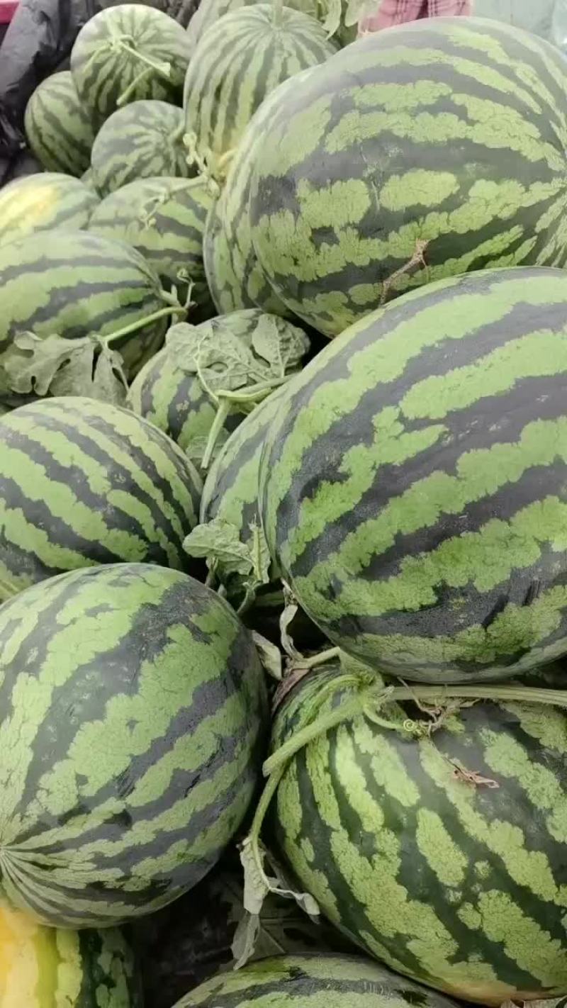 锦王无粒西瓜，香甜可口，个大皮薄