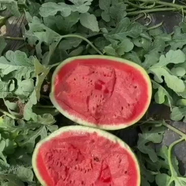 锦王无粒西瓜，香甜可口，个大皮薄