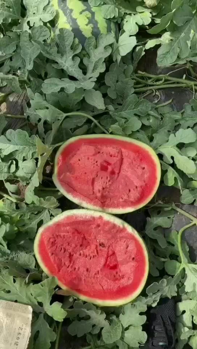 锦王无粒西瓜，香甜可口，个大皮薄