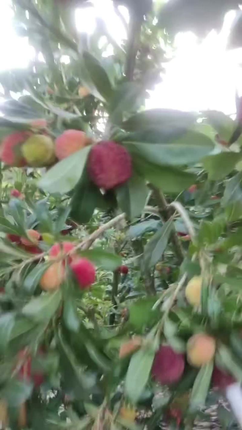 东魁杨梅