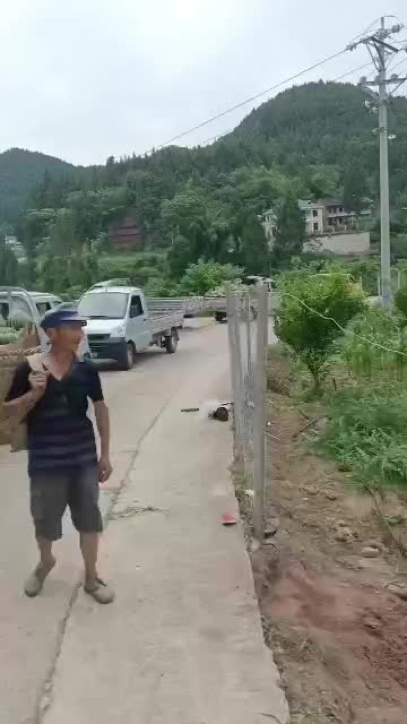 精品802无上水，甜度高，米米黑，质量有保障