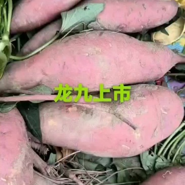 龙九红薯