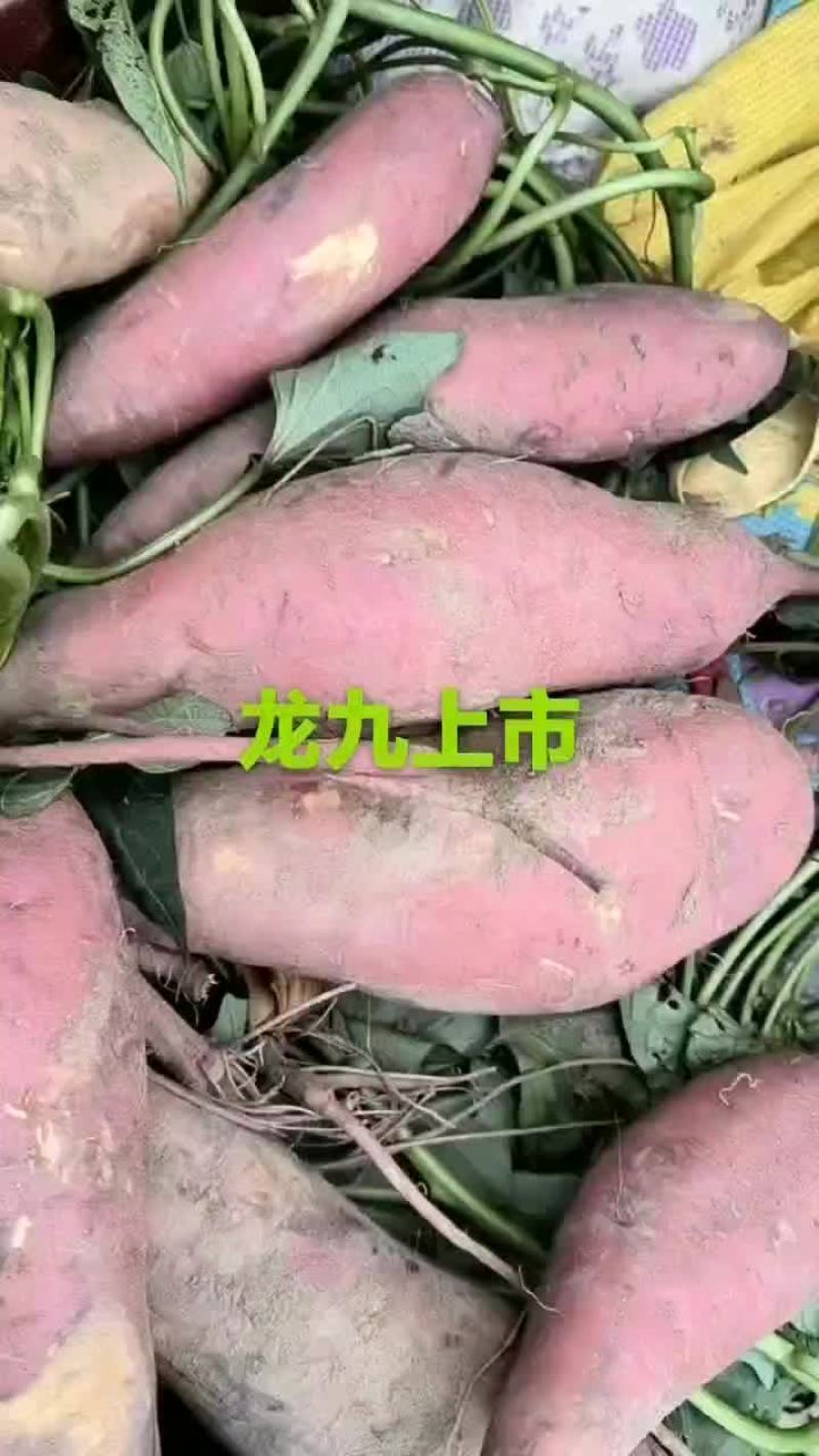 龙九红薯