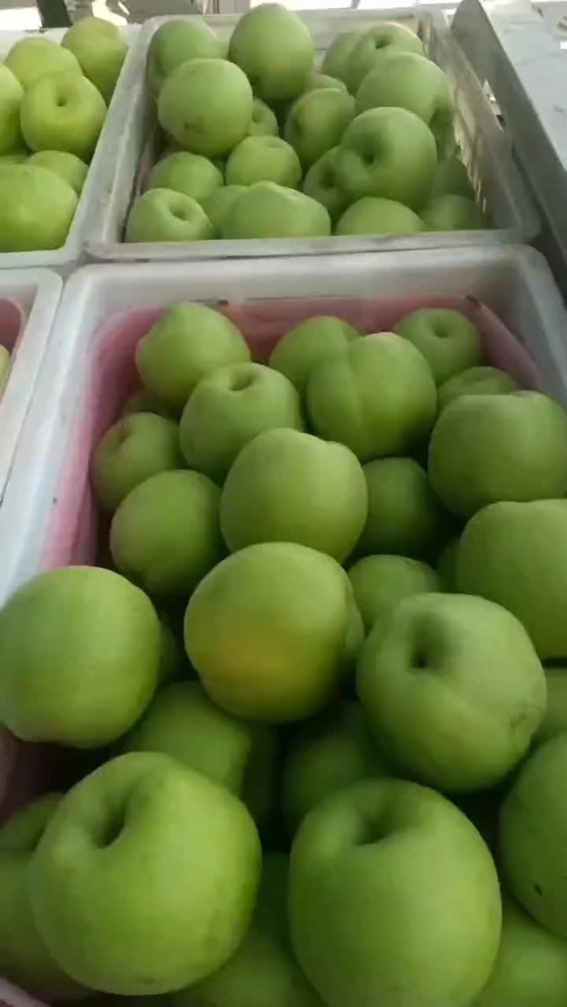 酥梨
