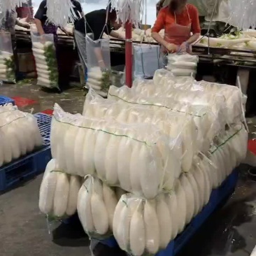 高山白萝卜大量上市了