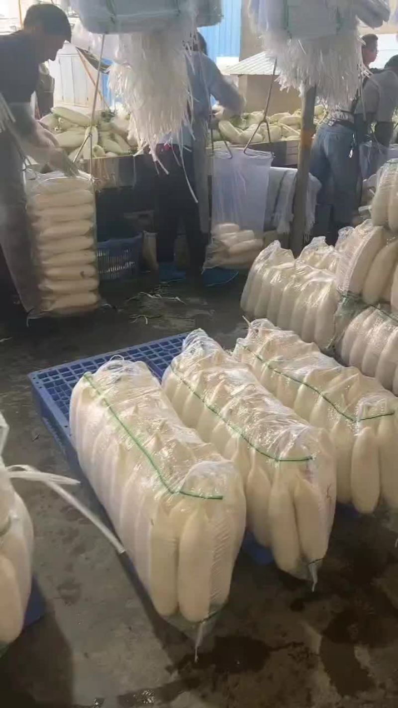 高山白萝卜大量上市了