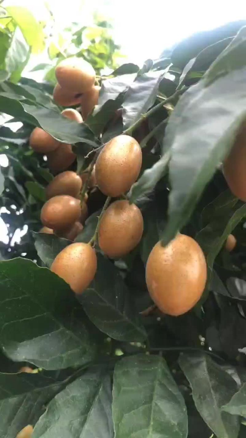 广东云浮郁南黄皮