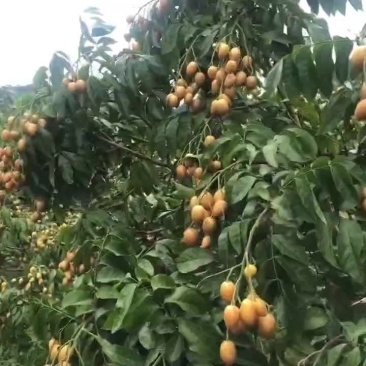 广东云浮郁南黄皮