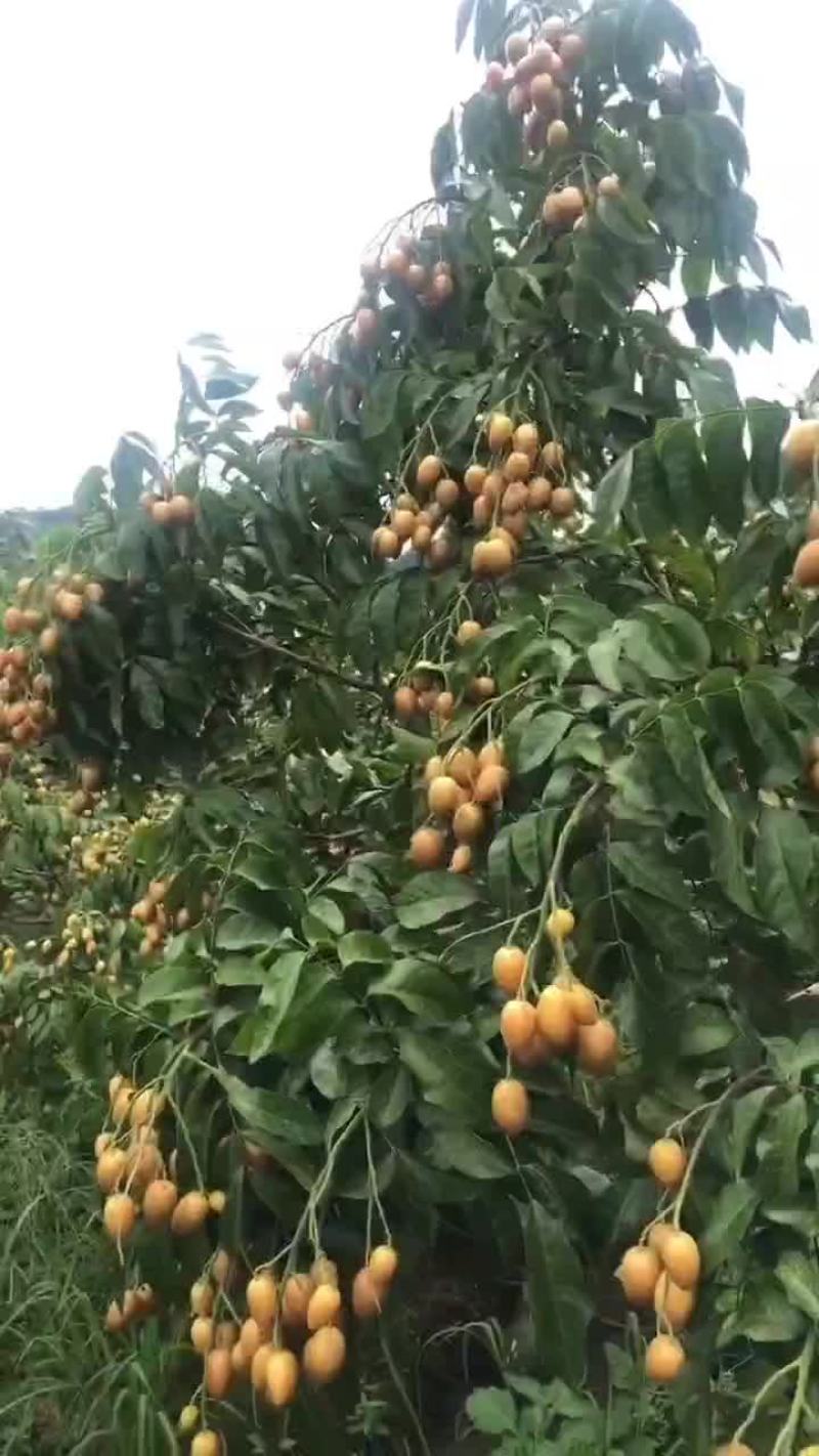 广东云浮郁南黄皮