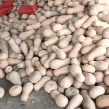 精品南瓜大量供应中