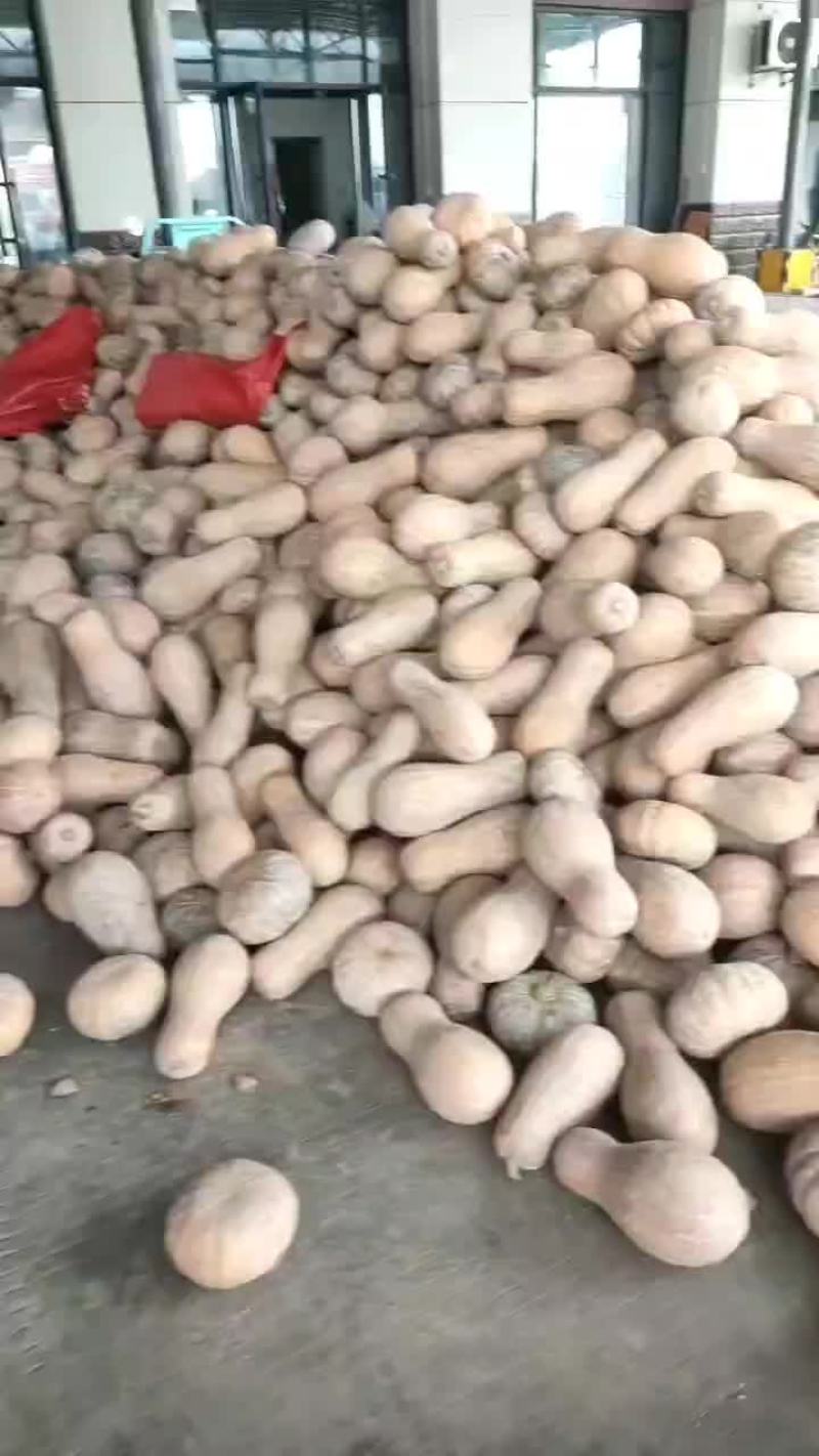 精品南瓜大量供应中