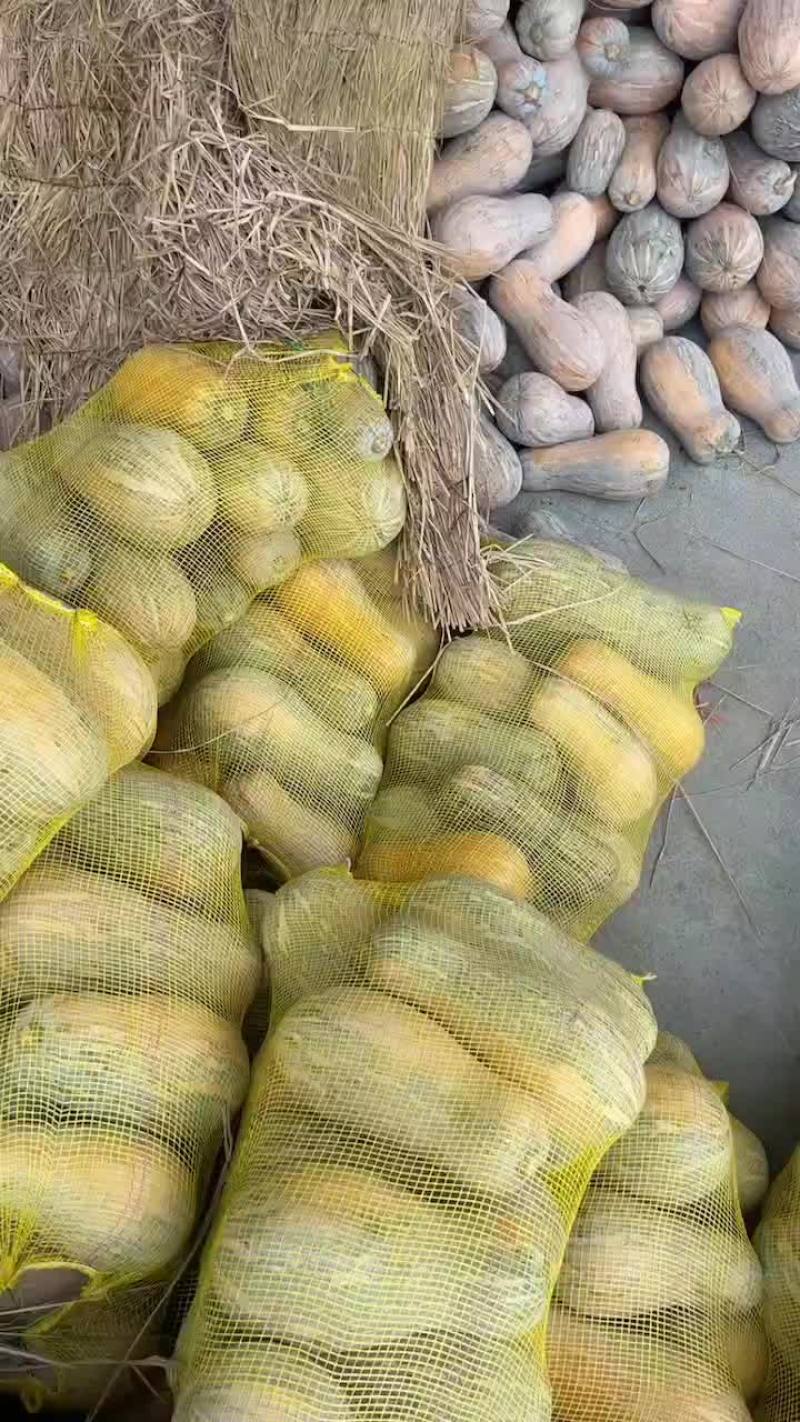 精品南瓜大量供应中