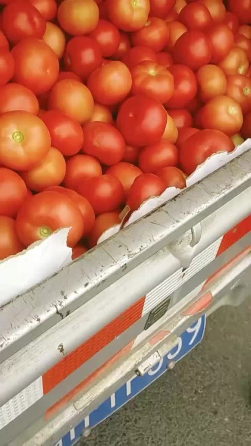 西红柿