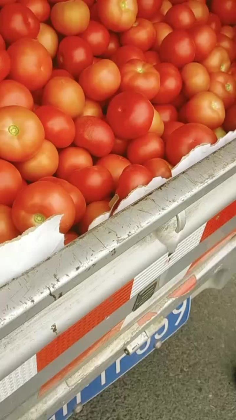 西红柿