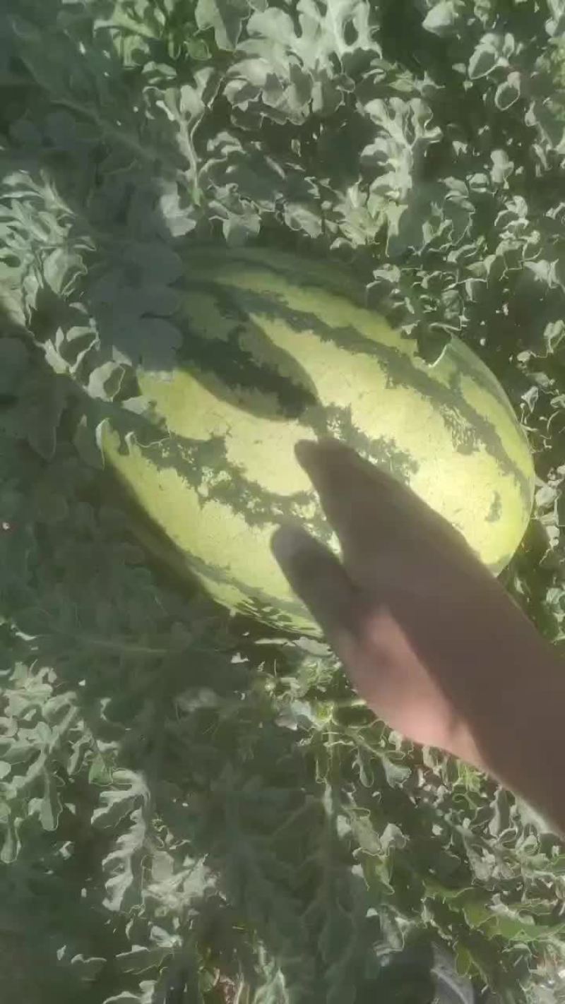 金花一号，西沙瓜