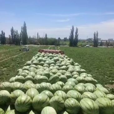 金花一号，西沙瓜
