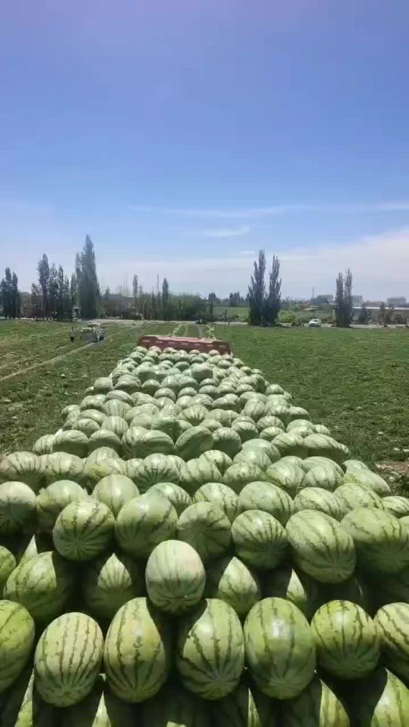 金花一号，西沙瓜