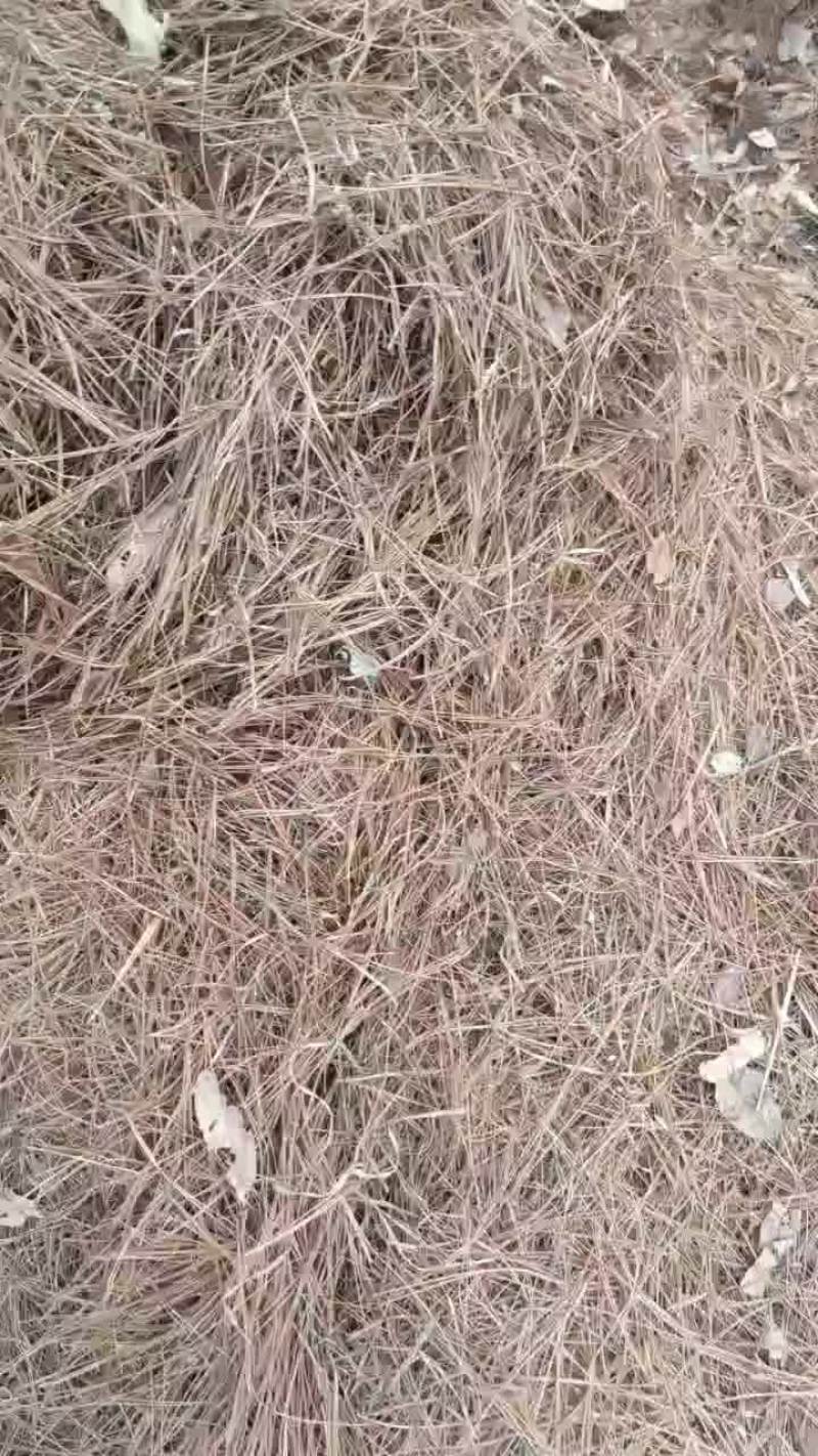 松针