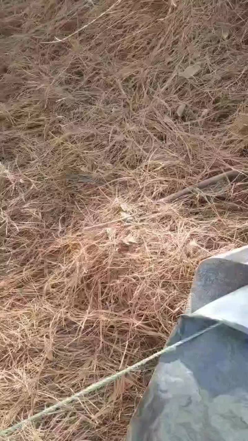 松针