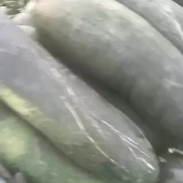 地爬大冬瓜