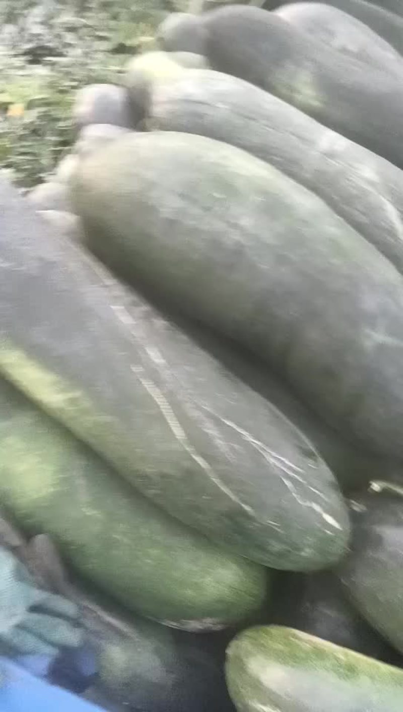 地爬大冬瓜