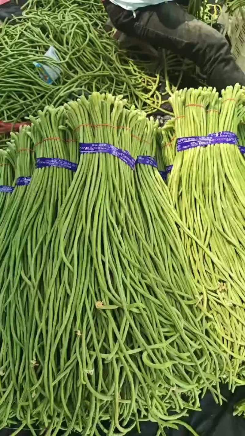 精品长豆角