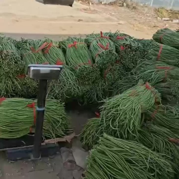 精品长豆角