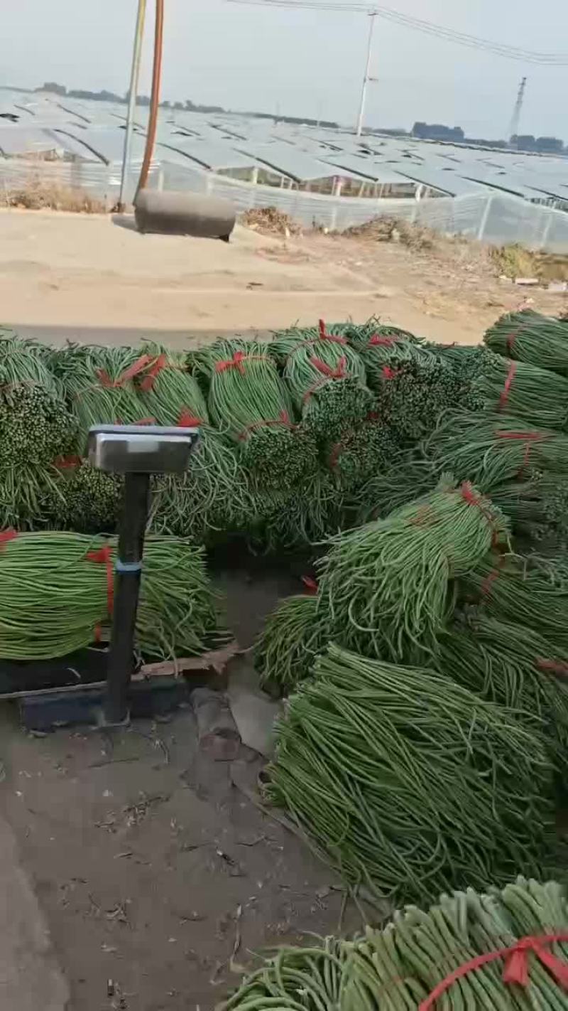 精品长豆角