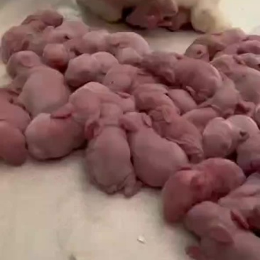 肉兔养殖技术