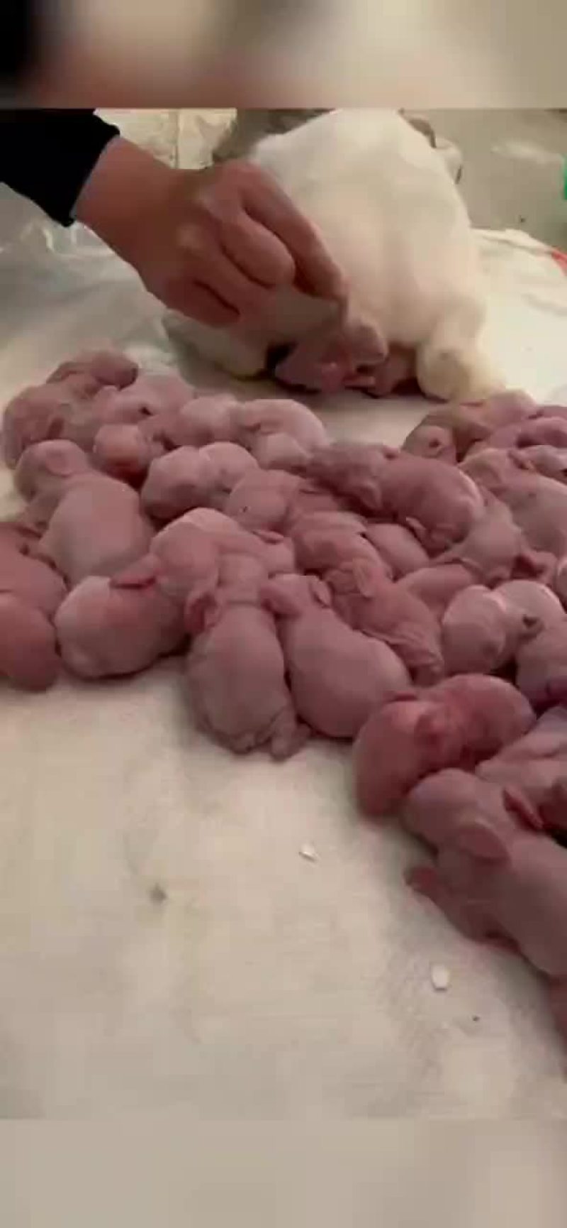 肉兔养殖技术