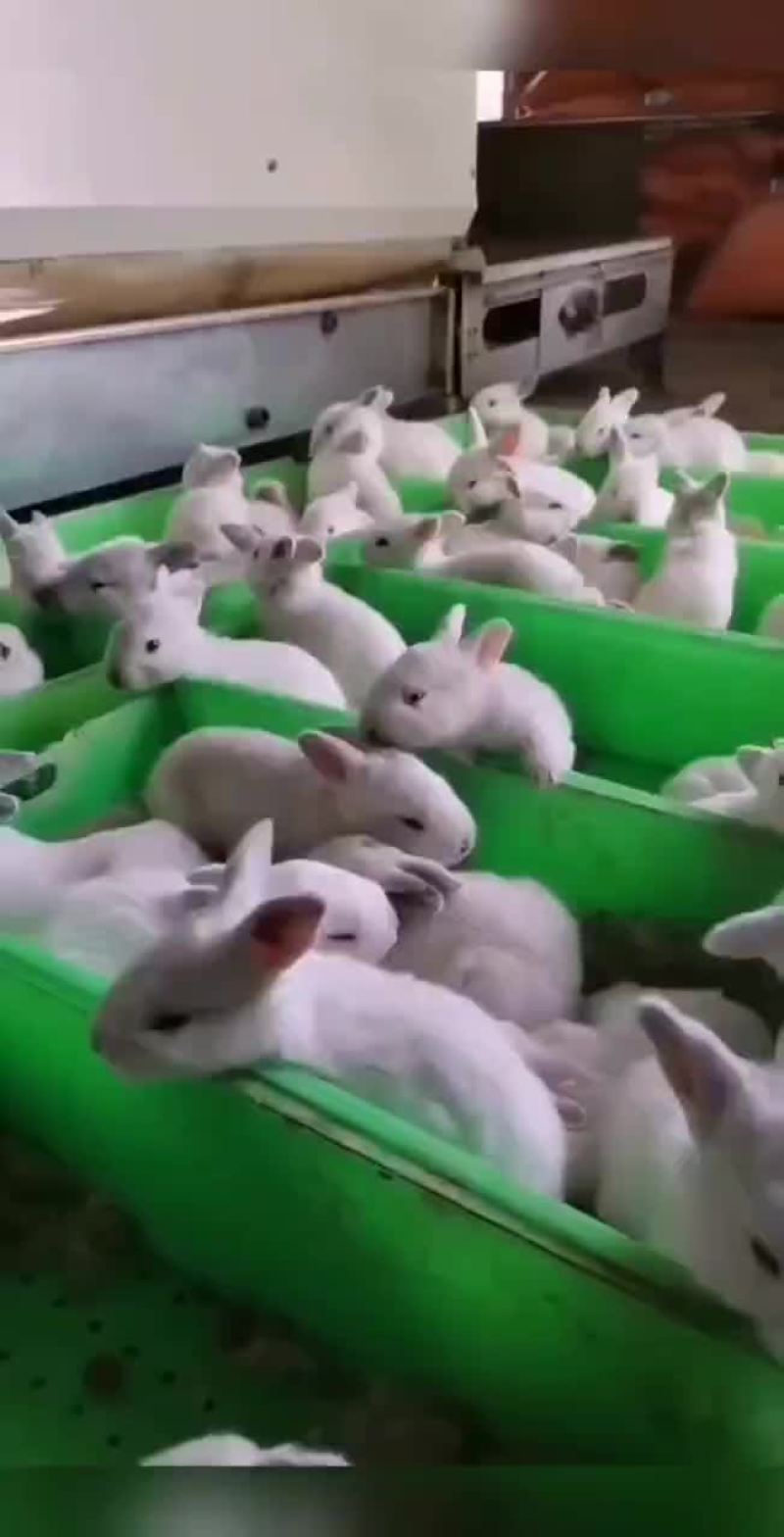 肉兔养殖技术