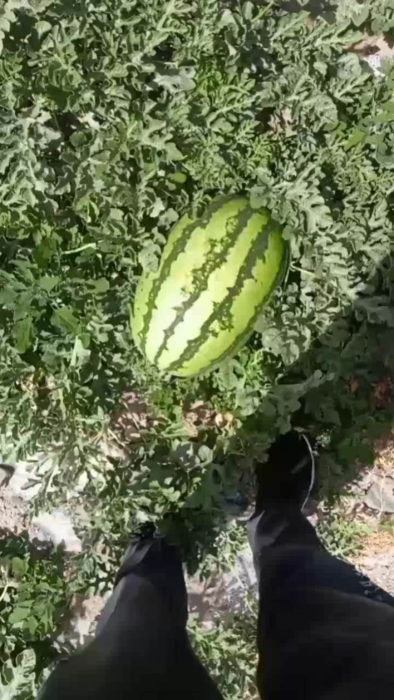 甘肃石头瓜，石头缝里长出来的硒砂瓜已经上市了