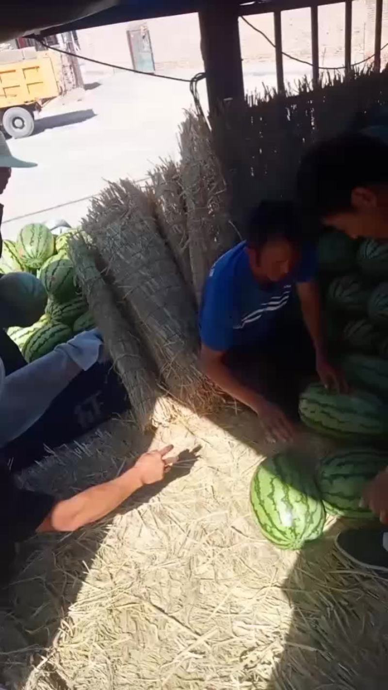 甘肃石头瓜，石头缝里长出来的硒砂瓜已经上市了