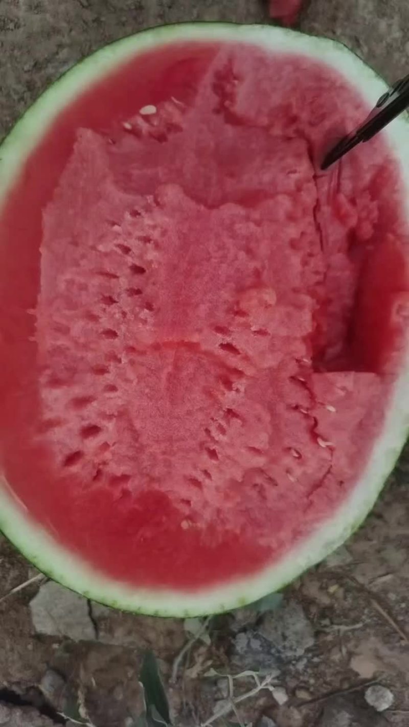 无籽甜王