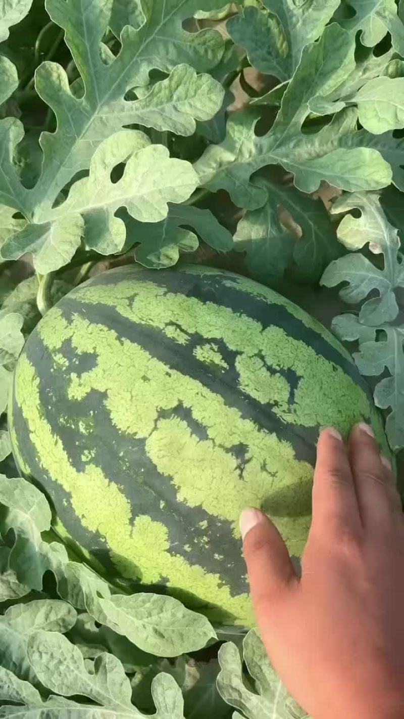 无籽甜王