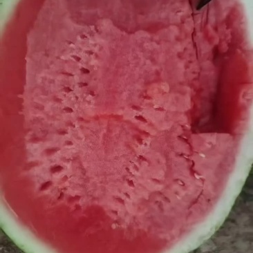 无籽甜王
