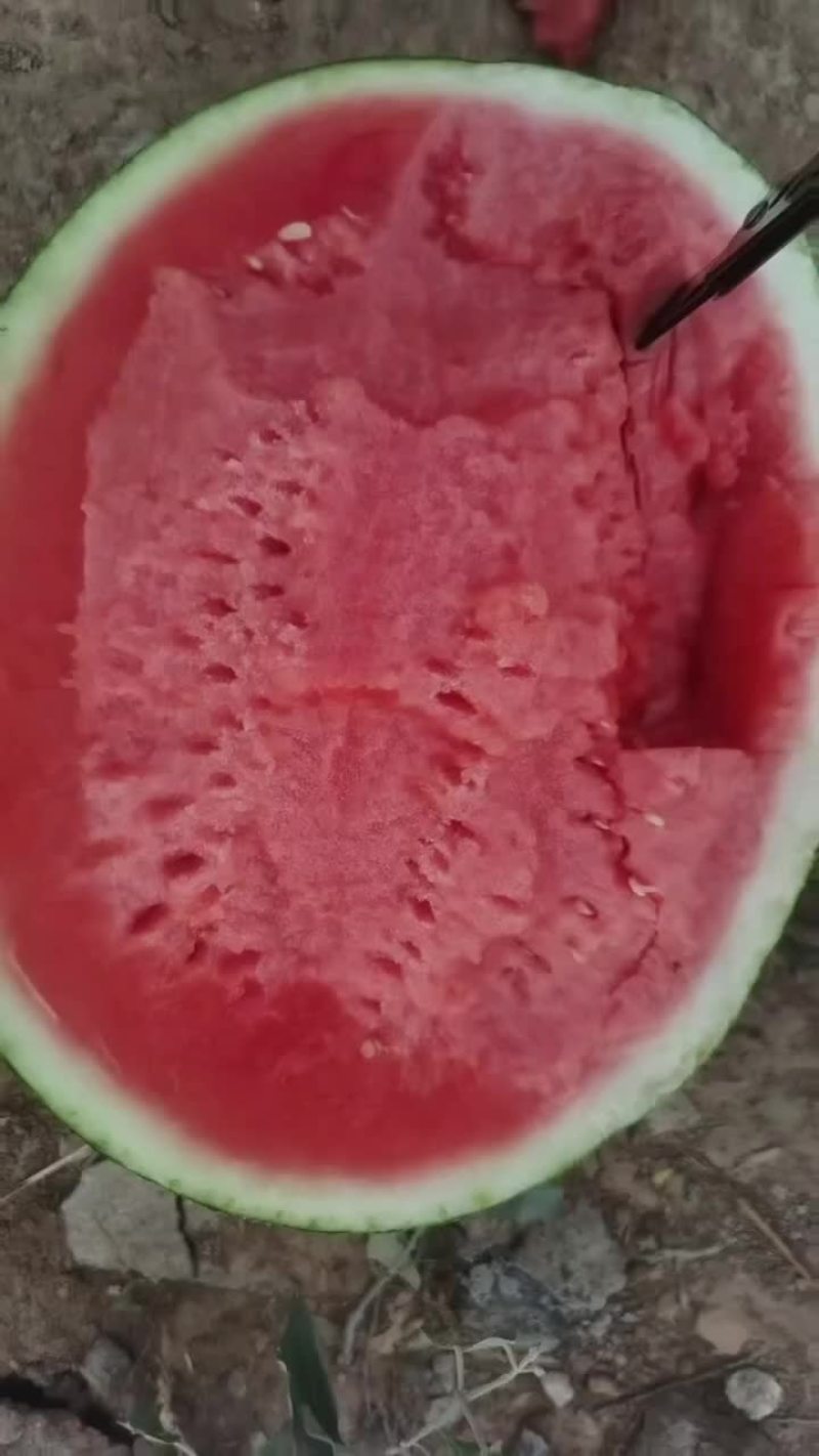 无籽甜王