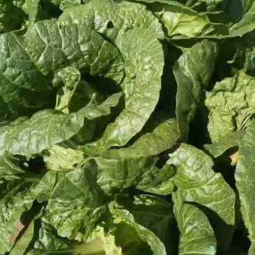 张北大白菜以上市，有要的老板来