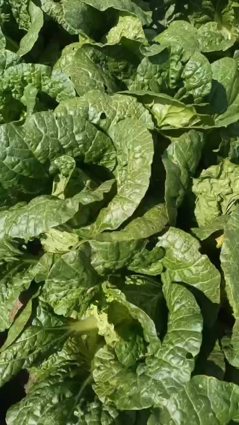 张北大白菜以上市，有要的老板来