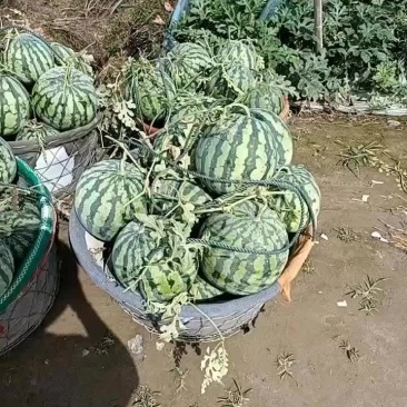 二批西瓜有籽