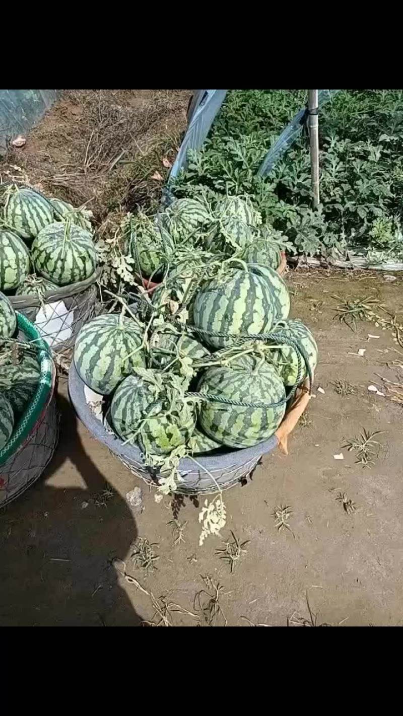 二批西瓜有籽