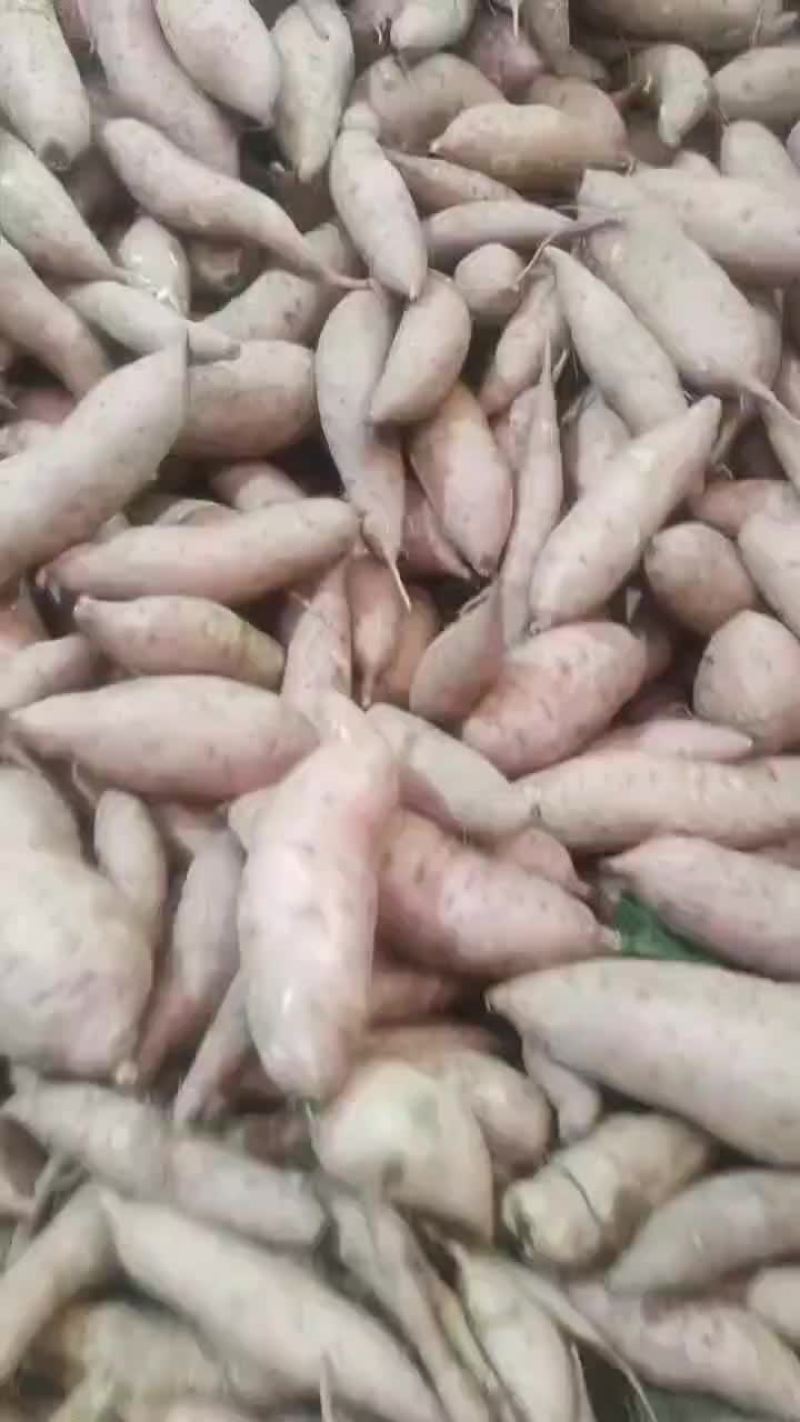 龙九红薯