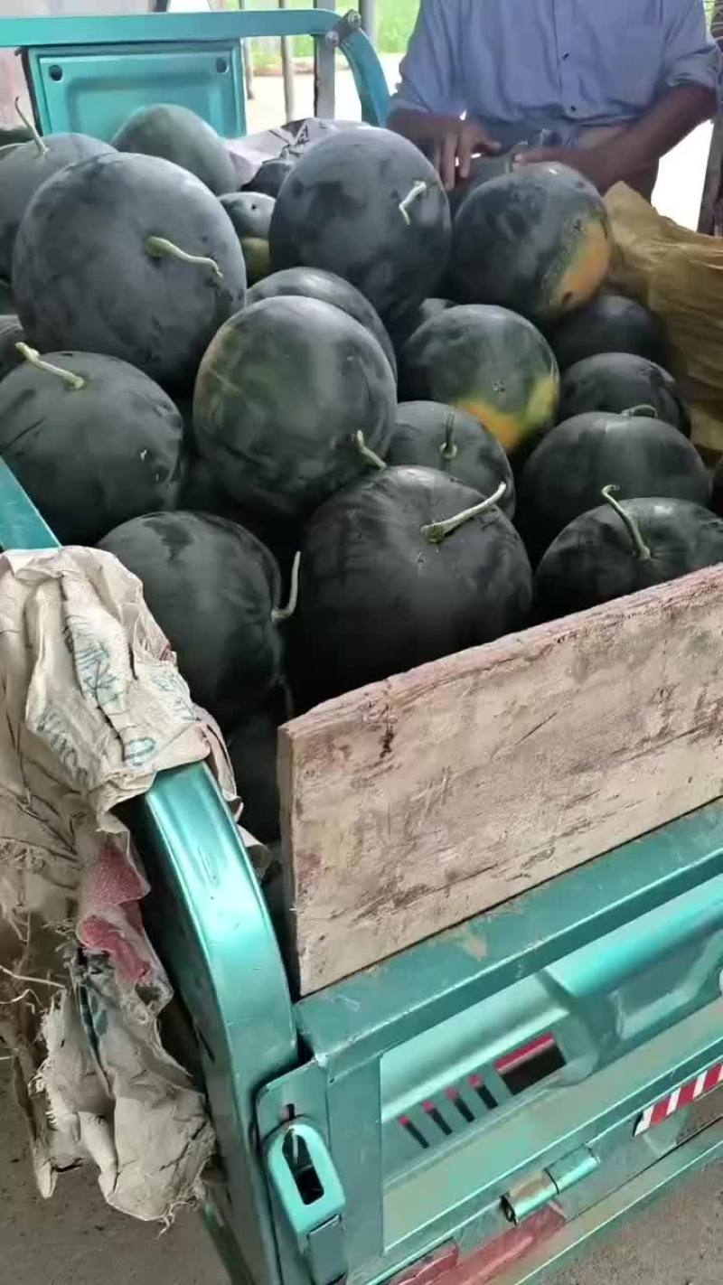 湖北省钟祥市官庄湖西瓜大量上市