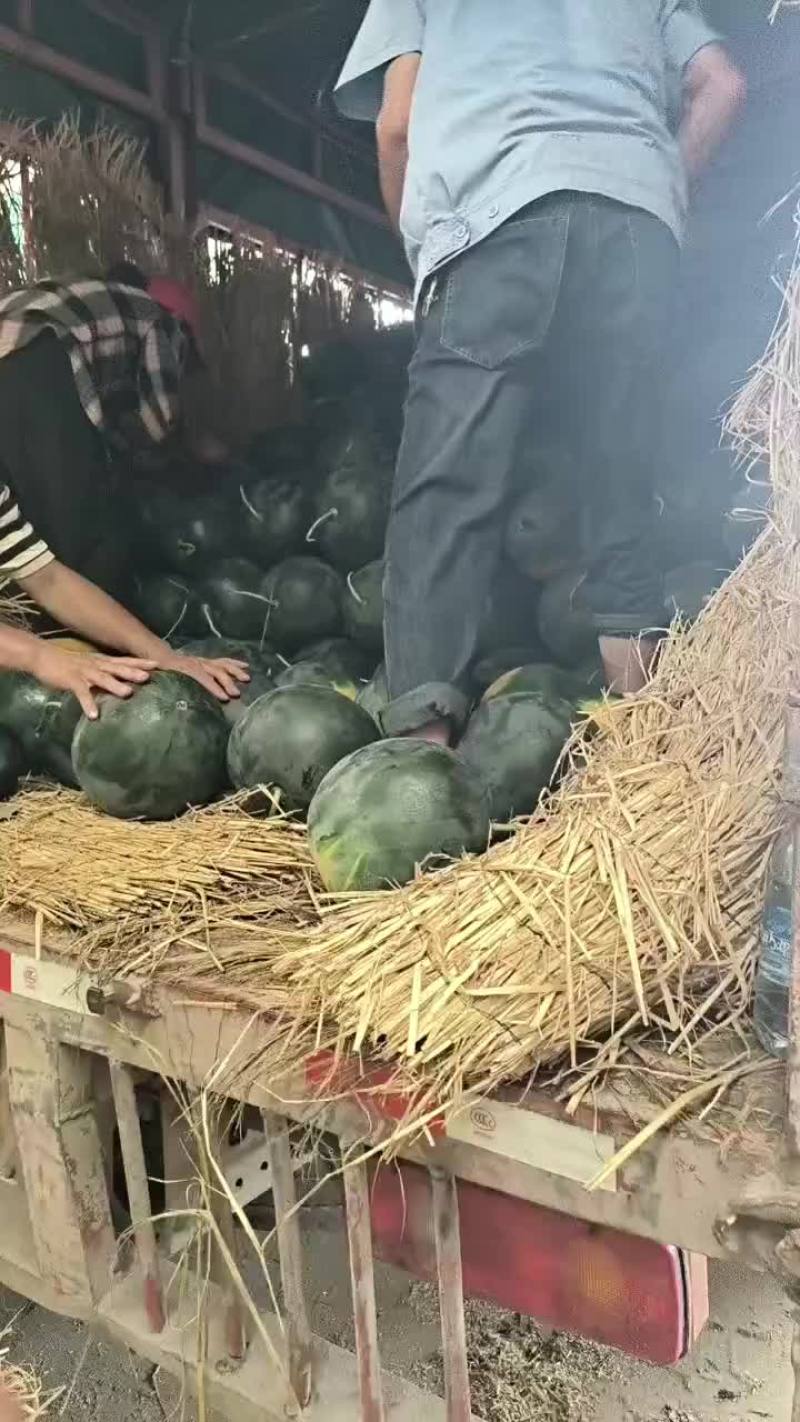 湖北省钟祥市官庄湖西瓜大量上市