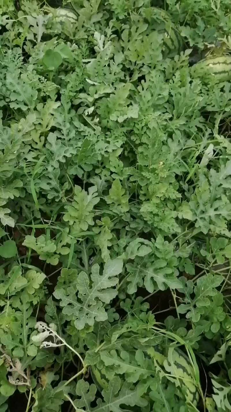 济源梨林冢上村西瓜