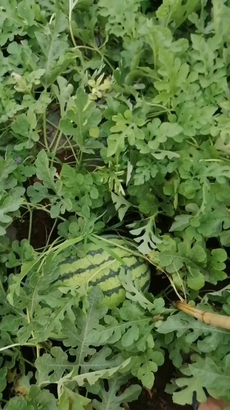 济源梨林冢上村西瓜
